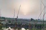 In front, there is a small lake where buffalo is drinking water. The sun is rising in a blue clear sky, in farmland. This is the place in a place surrounded by farmlands where wheat and pulses is grown according to the month and climate every year.