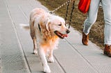Dog walking — here’s why and how you should walk your pet