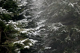 Snowfall on a forest trail on the Swiss mountains