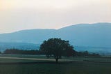 In a field, a single tree at dusk.