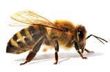 A honey bee with intentions open to interpretation.