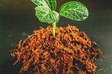 Image of plant sprouting from pile of dirt