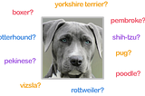 Dogs Breeds Classification with Keras