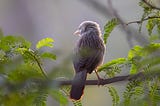 Photography of Birds in a Professional Way