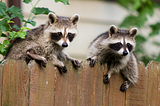 How Raccoons Helped Me Become A Better Salesperson