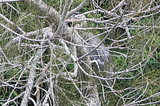 An egret, hidden in the mangroves and pine trees at the side of a tidal canal in St. Petersburg, Florida.