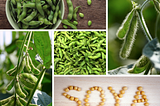 What are the health benefits of Soya Bean?