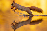 Red Squirrel rising out of the water carrying a nut in its mouth