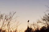 The black outline of a Great Horned Owl perched on a tall branch in a wooded area at dusk.