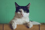 5 Writing Tips I Learned From My Cat