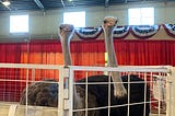 Ostriches, Olives, and Onion Rings
