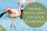 Spotlight: Chilean Flamingos