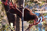 New Zealand’s forest parrot the Kaka: What do Kaka feed on?