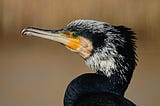 Stock image of a cormorant’s head.