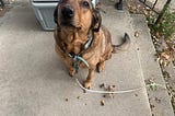 Chloe the copper hound dog looks up at the camera with acorns surrounding her front feet.