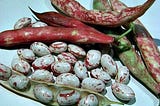 Cranberry Beans farm USA