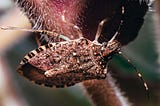 Brown marmorated stink bug on plant