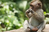 Mysterious Monkey Islands in the Keys