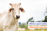 Doença da vaca louca: entenda o que é e as medidas sanitárias na pecuária brasileira