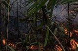 When the Amazon Burns, We All Lose