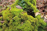 Doğanın Kalbi // The Heart of Nature
