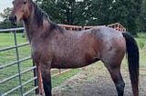 Mare for Sale in Oklahoma