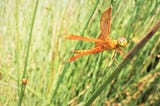 Dragonfly in the farm