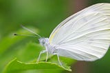 White butterflies, hope and freedom. The blessing that is life.