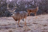 Big-game hunting seasons open with challenging undercurrents