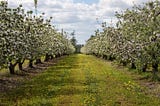 A photo of an apple orchard in bloom.