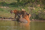 All in the Family: Deciphering Tiger Behavior in the Wild