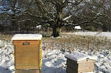 A golden hive and a WBC hive in snow