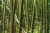Bir Tohumun Fidana Dönüşmesi | Bambu Ağacı Hikayesi