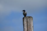 A close up image of a small bird of a species I do not know perched on top of a wooden telephone pole, against a blue sky.