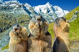When a bear and a cat beget a monkey: Domain-adaptation of disambiguation models
