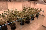 Koray Plant Grow Light-Customer’s Experimental Cannabis cultivation Record -G120U