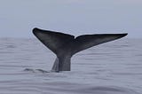 Understanding Whales and Exit Scams in ICOs