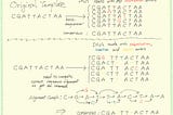 DCNet — Denoising (DNA) Sequence With a LSTM-RNN and PyTorch