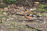 A Chaffinch hunts for grubs and invertebrates in the litter of a wooded floor.