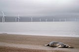 Thousands of marine mammals DEAD on Britain’s beaches — as ‘alarming’ numbers of strandings are…