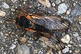 Cicada science