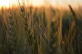 Soil-Friendly Farming: How a Healthy Soil Microbiome is Future-Proofing our Food (With tips for…