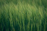 Want to deep-dive into the world of precision agriculture?