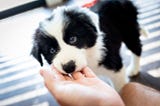 How to Teach Your Puppy to Stop Biting