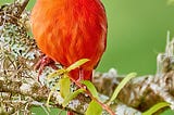 C is for (Northern) Cardinal