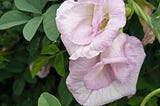 Clitoria Sangu poo Baby Pink Double Petaled Seeds