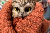The Untold Story of Rockefeller, the Owl with a Dream