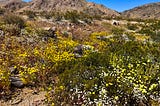 Anatomy of a superbloom