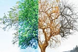Ritu Sandhi: The Secret to Staying Healthy in Any Season