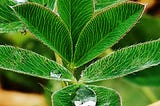 Purity & Selflessness